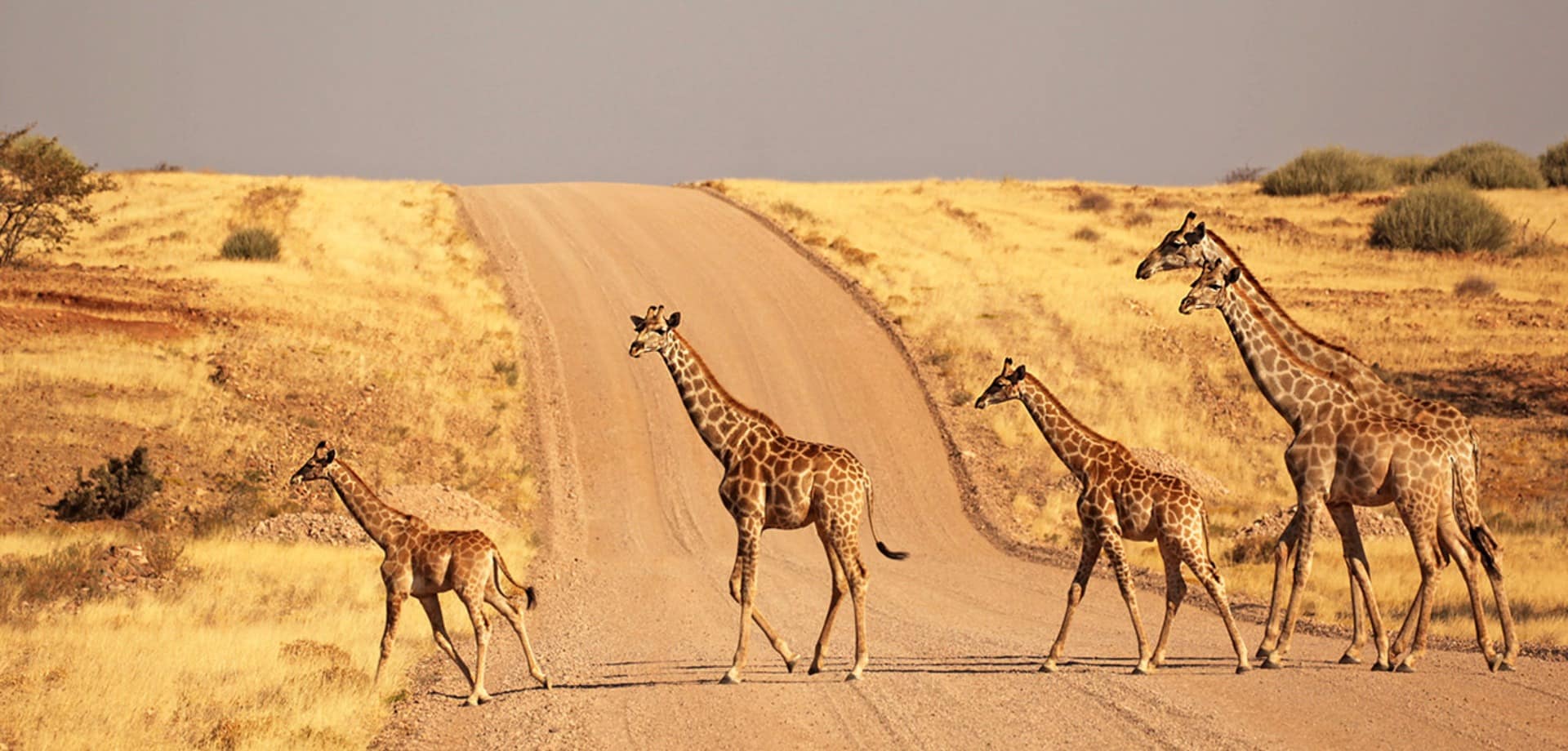 Girafas